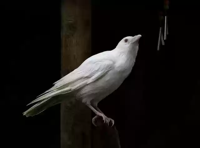 دانلود رایگان تصویر آلبینیسم نادر سفید جکداوی که با ویرایشگر تصویر آنلاین رایگان GIMP قابل ویرایش است.