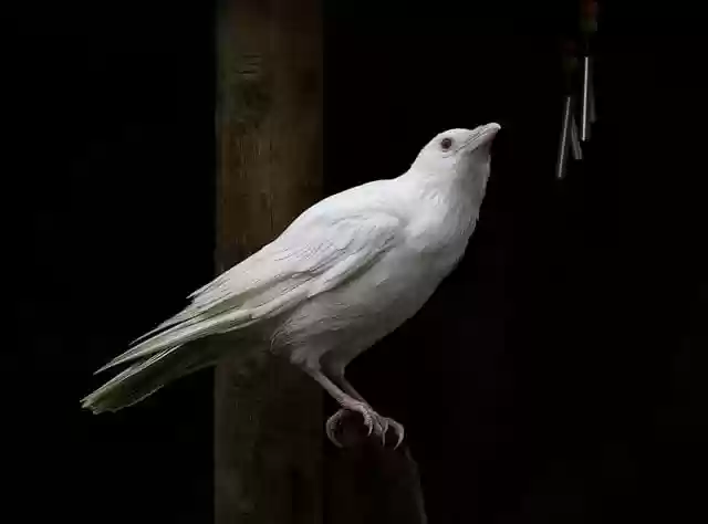 Free download white jackdaw albino albinism rare free picture to be edited with GIMP free online image editor