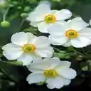 White Japanese Chrysanthemum Wallpaper  screen for extension Chrome web store in OffiDocs Chromium