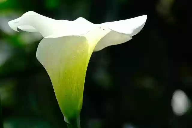 Free download white lily lily flower flora free picture to be edited with GIMP free online image editor