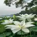 White lotus wallpaper  screen for extension Chrome web store in OffiDocs Chromium