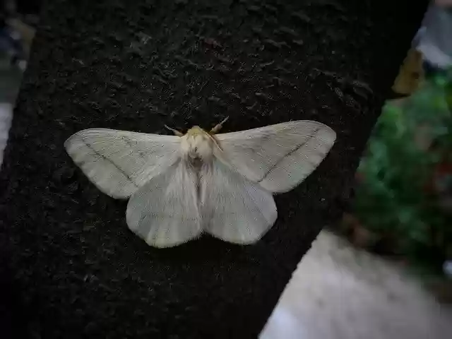 Free download White Moth Tree -  free free photo or picture to be edited with GIMP online image editor