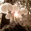 White mushrooms  screen for extension Chrome web store in OffiDocs Chromium