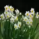 white narcissur flower wallpaper  screen for extension Chrome web store in OffiDocs Chromium