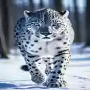 White panther wallpaper  screen for extension Chrome web store in OffiDocs Chromium