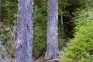 Free download White Pass 4 247 free photo or picture to be edited with GIMP online image editor