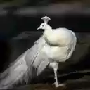 White peacock  screen for extension Chrome web store in OffiDocs Chromium
