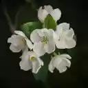 white pearl flower  screen for extension Chrome web store in OffiDocs Chromium