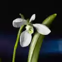 White petals  screen for extension Chrome web store in OffiDocs Chromium