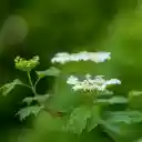 White pigweed  screen for extension Chrome web store in OffiDocs Chromium