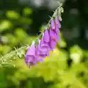 White purple flower branch  screen for extension Chrome web store in OffiDocs Chromium