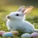 white rabbit on grass wallpaper  screen for extension Chrome web store in OffiDocs Chromium