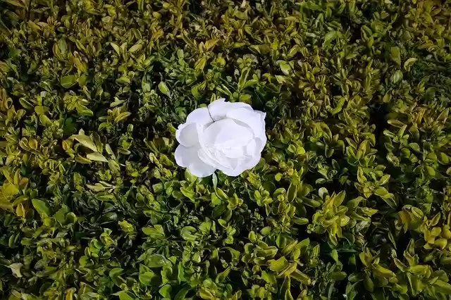 دانلود رایگان گل رز سفید - عکس یا تصویر رایگان قابل ویرایش با ویرایشگر تصویر آنلاین GIMP