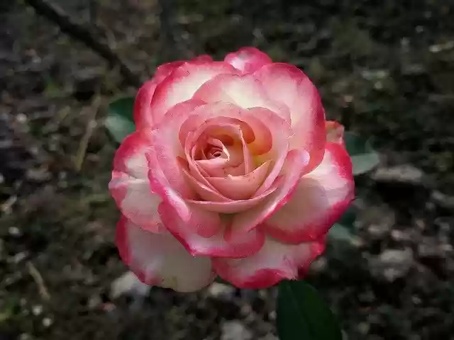Free download White Rose Garden -  free free photo or picture to be edited with GIMP online image editor