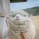 white sheep wallpaper  screen for extension Chrome web store in OffiDocs Chromium