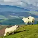 White sheep with dirty faces  screen for extension Chrome web store in OffiDocs Chromium