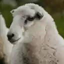 White sheep with small ears  screen for extension Chrome web store in OffiDocs Chromium