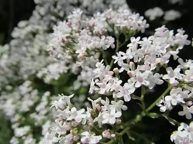 Free download White Small Flowers -  free photo or picture to be edited with GIMP online image editor
