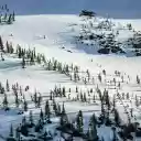 White Snow and Green Trees  screen for extension Chrome web store in OffiDocs Chromium