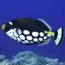 white spotted croaker wallpaper  screen for extension Chrome web store in OffiDocs Chromium