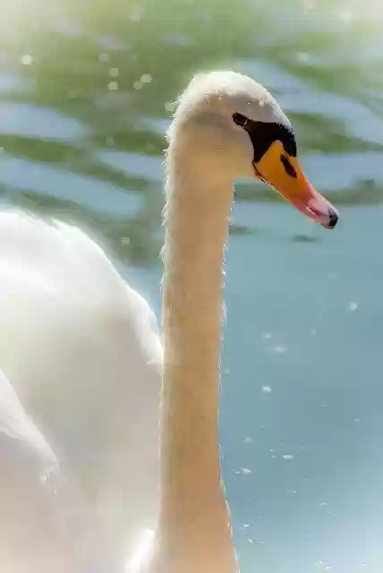 Free download White Swan Nature -  free free photo or picture to be edited with GIMP online image editor