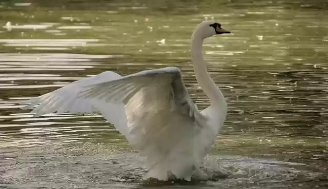 Free download white swan pond lake waterfowl free picture to be edited with GIMP free online image editor