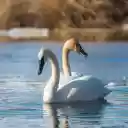 White swans  screen for extension Chrome web store in OffiDocs Chromium