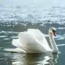 WHITE SWAN Theme  screen for extension Chrome web store in OffiDocs Chromium