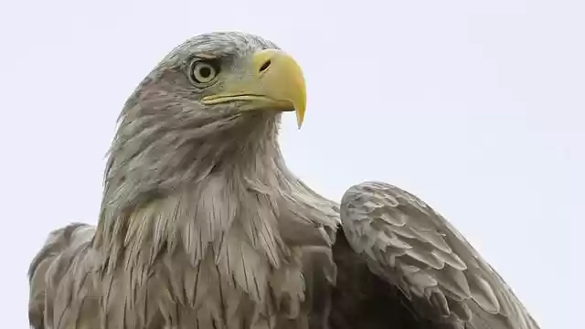 Free download white tailed eagle bird raptor free picture to be edited with GIMP free online image editor