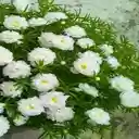 White ten oclock flower wallpaper  screen for extension Chrome web store in OffiDocs Chromium