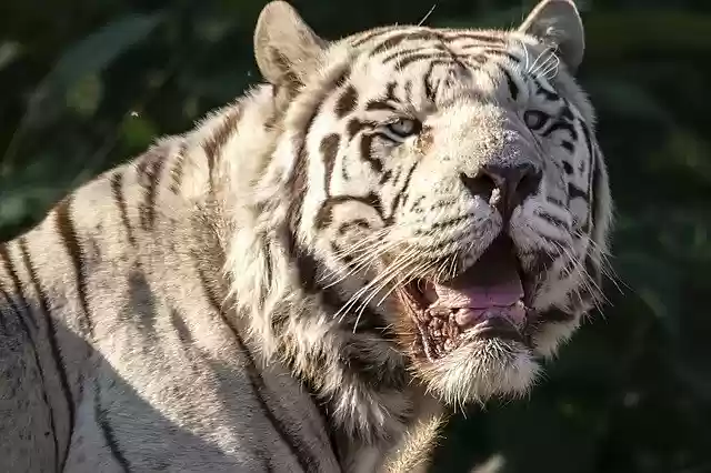 Téléchargement gratuit White Tiger - photo ou image gratuite à éditer avec l'éditeur d'images en ligne GIMP