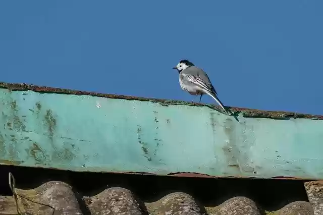 Free download White Wagtail Bird Avian -  free photo or picture to be edited with GIMP online image editor