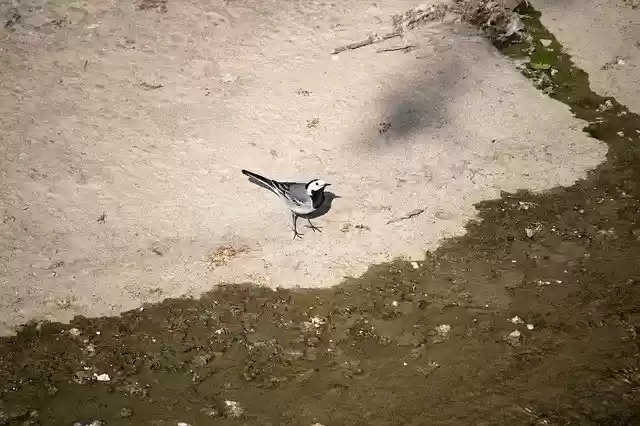 Free download White Wagtail Bird Songbird -  free photo or picture to be edited with GIMP online image editor