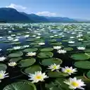 White water lily wallpaper  screen for extension Chrome web store in OffiDocs Chromium