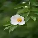 White Wildflower Wallpaper  screen for extension Chrome web store in OffiDocs Chromium