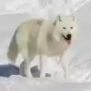 White Wolf in the Snow Theme – The Spirit of the Frozen Wilderness  screen for extension Chrome web store in OffiDocs Chromium