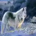 WHITE WOLF Theme  screen for extension Chrome web store in OffiDocs Chromium