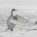 Whooper Theme  screen for extension Chrome web store in OffiDocs Chromium