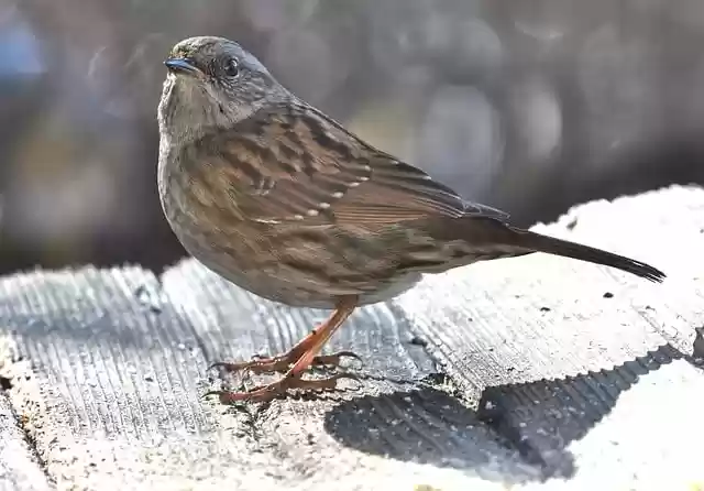 הורדה חינם של זונה ציפור עלי טבע חיה תמונה בחינם לעריכה עם עורך תמונות מקוון בחינם של GIMP