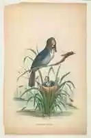 Free download Widow Bird, from The Comic Natural History of the Human Race free photo or picture to be edited with GIMP online image editor