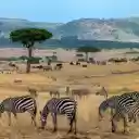 Wild animals on the grassland  screen for extension Chrome web store in OffiDocs Chromium