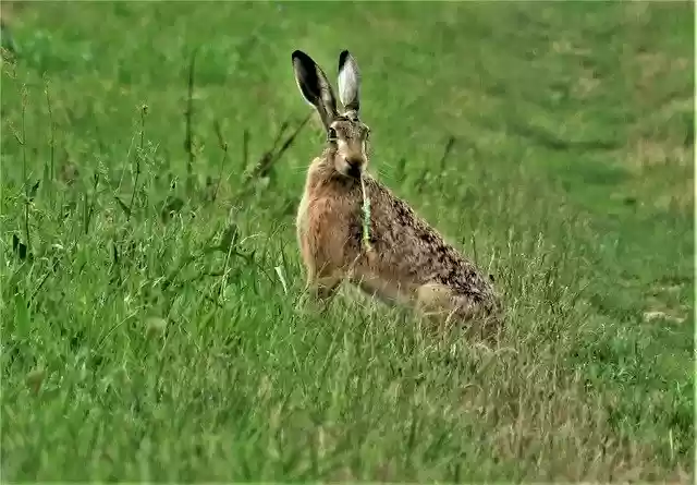 Free download Wild Animals Rabbit Grass -  free photo or picture to be edited with GIMP online image editor