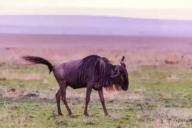 Free download wild animal wildebeest wilderness free picture to be edited with GIMP free online image editor