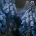 Wild banana bunch  screen for extension Chrome web store in OffiDocs Chromium