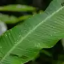 Wild bananas bathe in the rain  screen for extension Chrome web store in OffiDocs Chromium