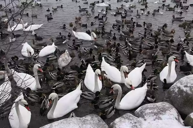 Libreng pag-download ng libreng template ng larawan ng Wild Birds Ducks Swans na ie-edit gamit ang GIMP online image editor