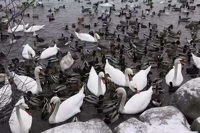 Téléchargement gratuit du modèle photo gratuit Wild Birds Ducks Swans à éditer avec l'éditeur d'images en ligne GIMP