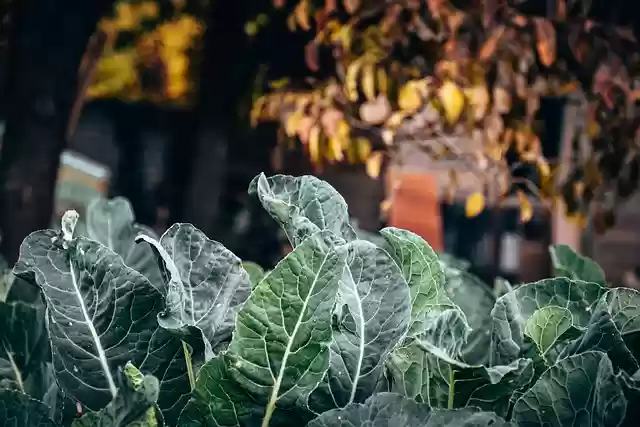 Free download wild cabbage vegetables cabbage free picture to be edited with GIMP free online image editor