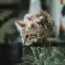 WILD CAT THEME  screen for extension Chrome web store in OffiDocs Chromium