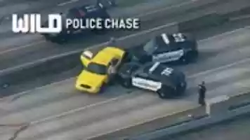 Free download Wild Chase Wall 1 free photo or picture to be edited with GIMP online image editor